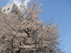kobayashi_0408_a.jpg